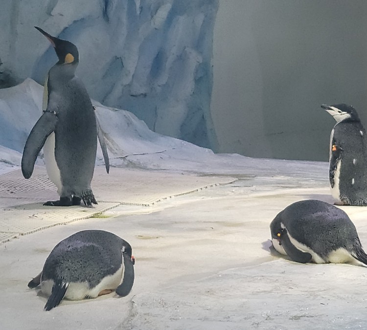 Polk Penguin Conservation Center (Royal&nbspOak,&nbspMI)